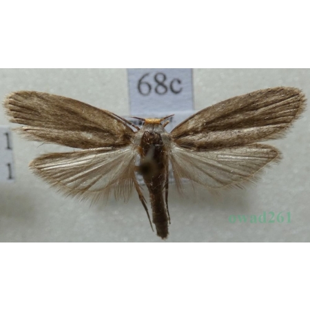 Achroia grisella (Fabricius, 1794) Barciak mniejszy Czech68c